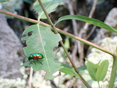 Chrysochus auratus