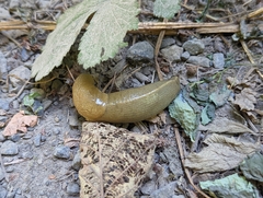 Ariolimax columbianus