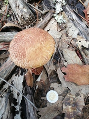 Aureoboletus russellii