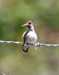 Leucolia violiceps