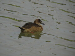 Amazonetta brasiliensis