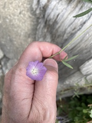 Sidalcea
