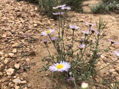 Erigeron divergens