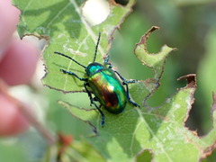 Chrysochus auratus