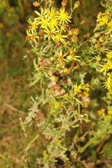 Jacobaea vulgaris