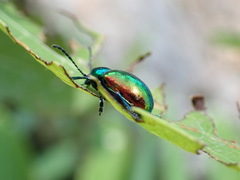 Chrysochus auratus