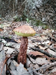 Aureoboletus russellii
