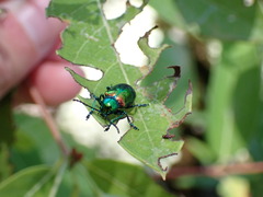 Chrysochus auratus