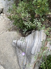 Sidalcea