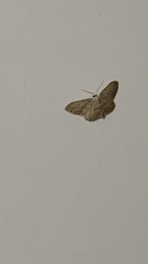 Idaea seriata