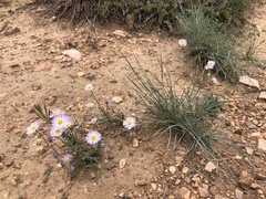 Erigeron divergens