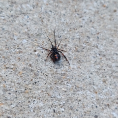 Latrodectus variolus
