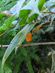 Prosartes smithii