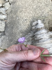 Sidalcea