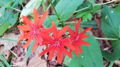 Silene fulgens