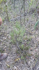 Leucadendron corymbosum