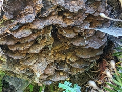 Phaeolus schweinitzii