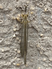 Brachynemurus