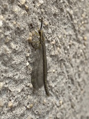 Brachynemurus