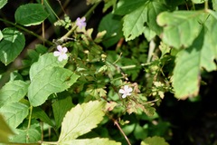 Geranium robertianum