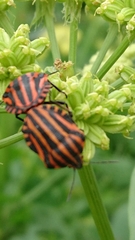 Graphosoma italicum italicum