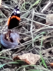 Vanessa atalanta