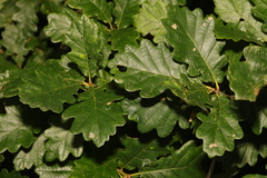 Quercus × rosacea