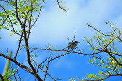 Polioptila albiloris