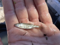 Notemigonus crysoleucas