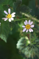 Tripleurospermum inodorum