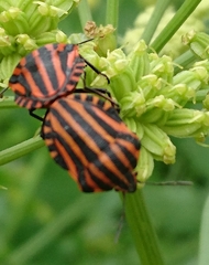 Graphosoma italicum italicum