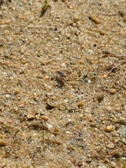 Cicindela repanda