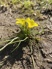 Moraea fugacissima