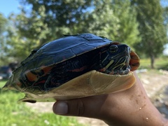 Chrysemys picta marginata