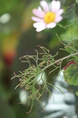 Tripleurospermum inodorum