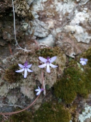 Pinguicula parvifolia