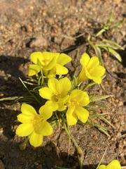 Moraea fugacissima