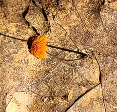 Marasmius siccus