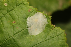 Phyllonorycter coryli