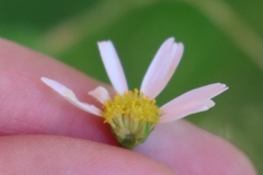 Tripleurospermum inodorum