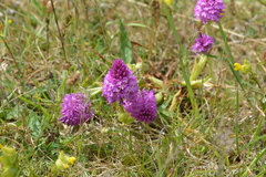 Anacamptis pyramidalis