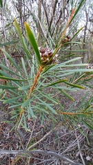 Protea scolymocephala