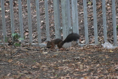 Sciurus vulgaris