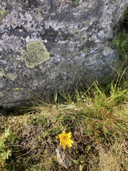 Hieracium umbellatum