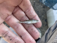 Notemigonus crysoleucas