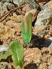 Callophrys rubi