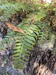 Polystichum