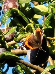 Vanessa atalanta