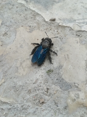 Xylocopa