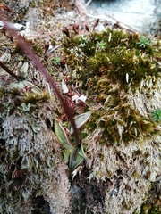 Pinguicula parvifolia